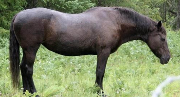 Jak a jak dlouho koně spí a jak jim vytvořit optimální podmínky pro odpočinek